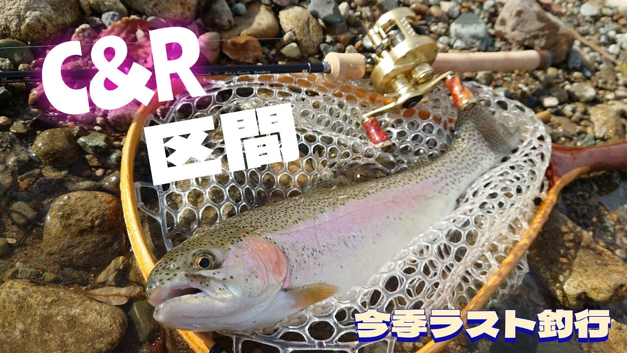 今季ラストのC＆R区間釣行!! #渓流ベイト #天龍 #21カルコン