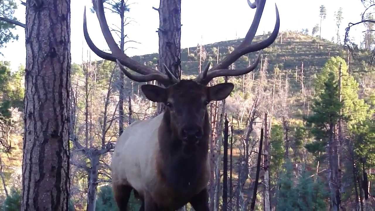 Bugling Arizona Elk at 2 Yards with JayScottOutdoors.com