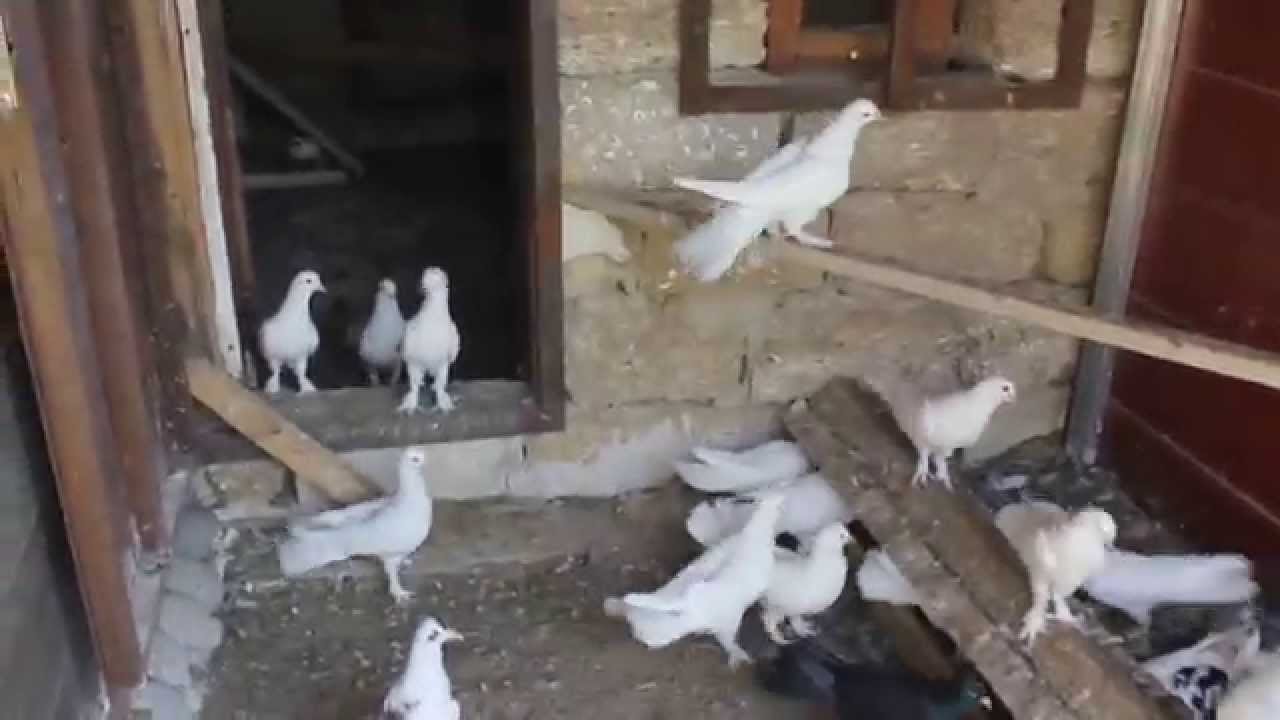 Baki Goyercinleri Бакинские Голуби Baku Pigeons Ruslan 2014