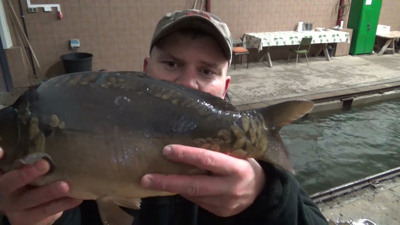 Karp - kilka ciekawostek...