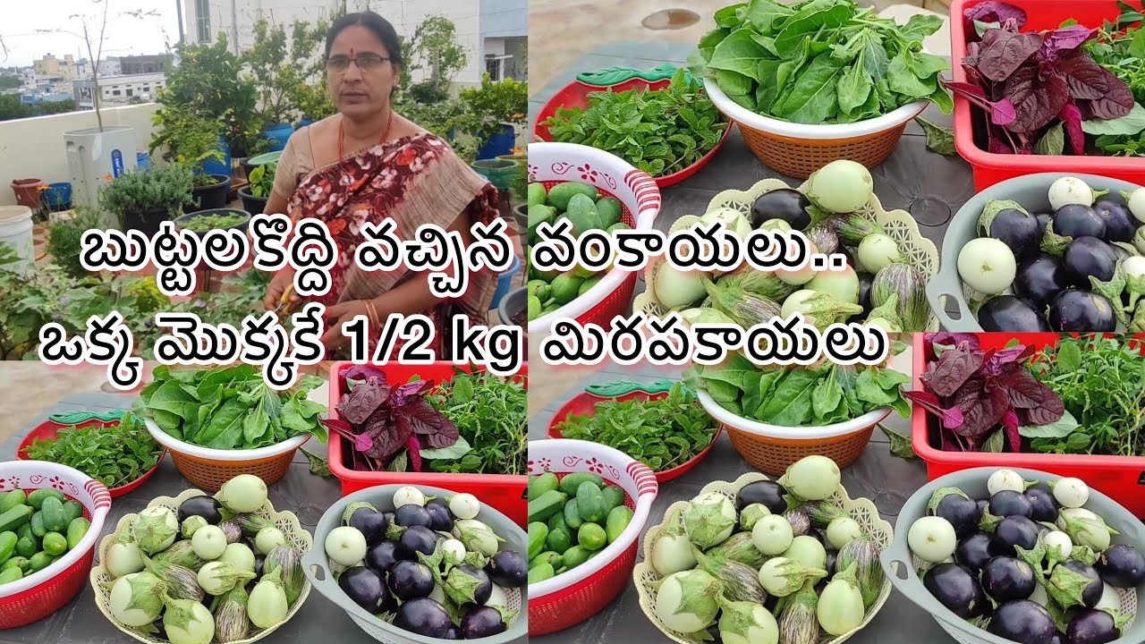 వారం రోజుల తరువాత మన మిద్దెతోటలో బుట్టలకొద్ది వచ్చిన కూరగాయలు