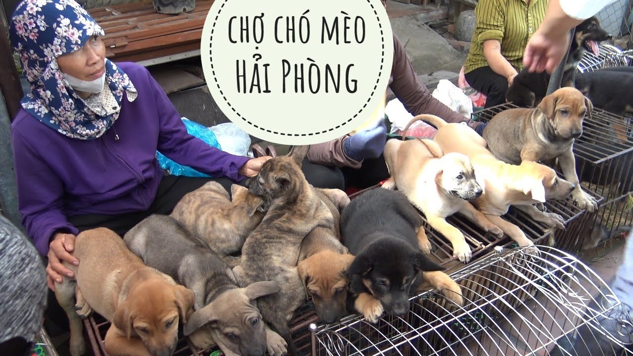 Phiên Chợ bán "Quý Khuyển" giá Rẻ tại Hải Phòng/ Chợ Chó Mèo Cảnh/ NhamTuatTV - Dog in Vietnam