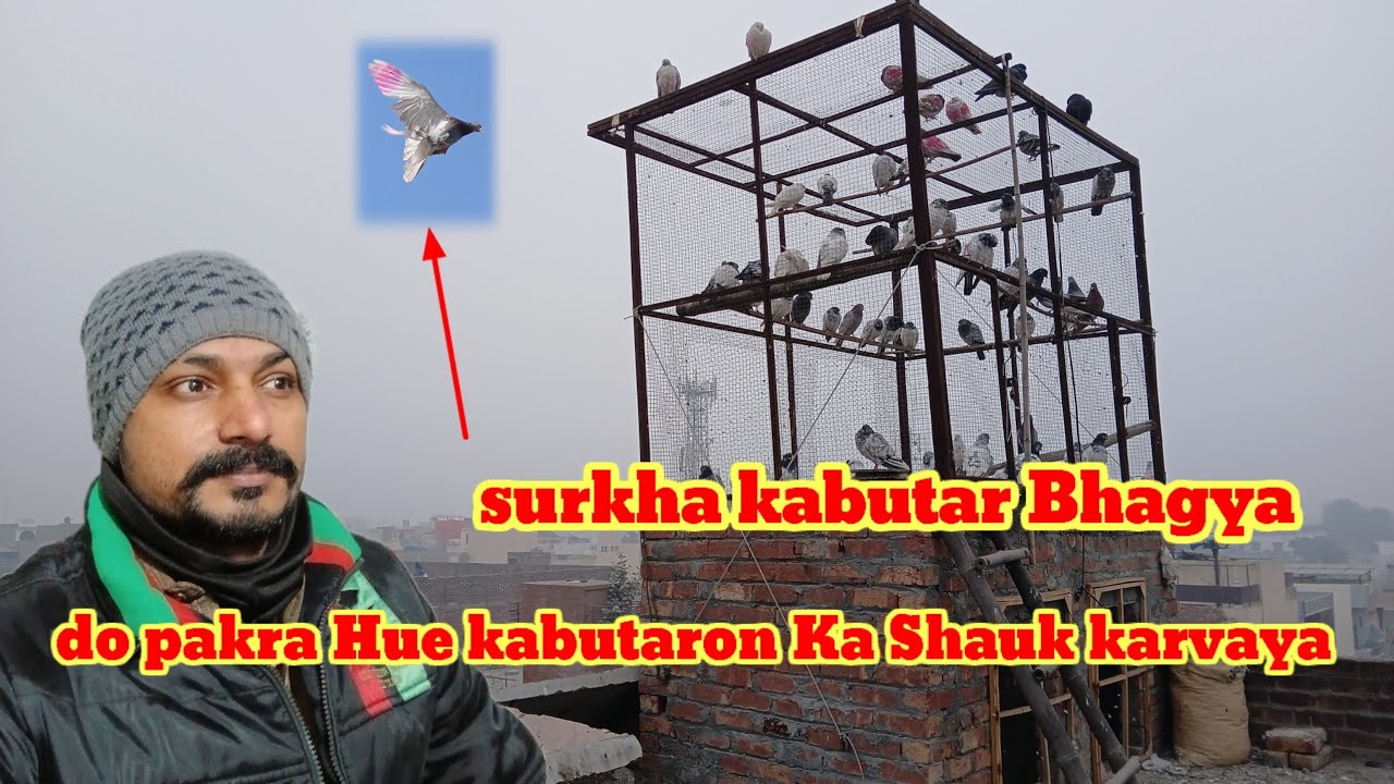 pakra Hue kabutaron Ka Shauk karvaya, surkha kabutar Bhag Gaya😂Ateeq AD vlogs