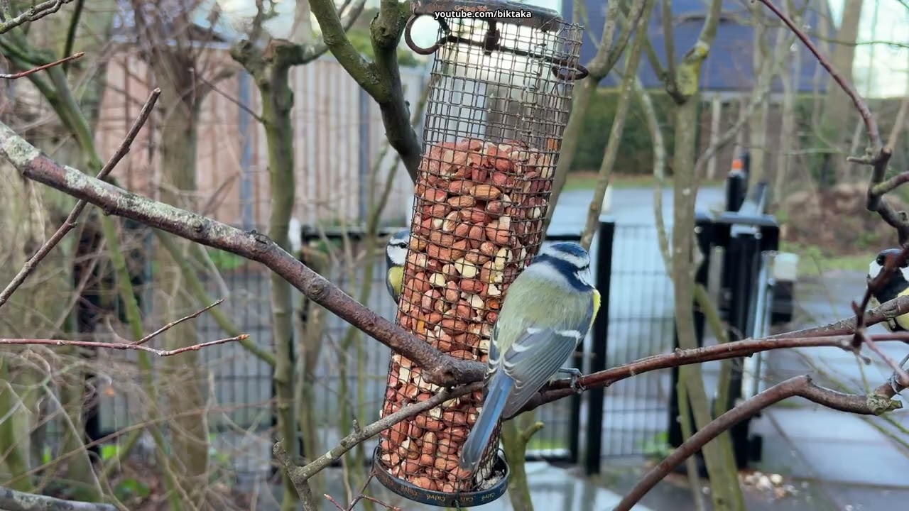 Birdwatching in the backyard in 4K (Zoomed in)
