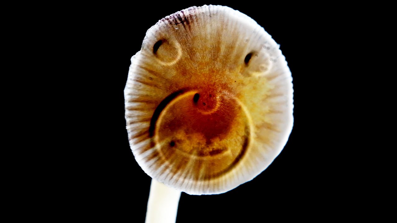 A Man 'Microdosed' Dark Web Bought Mushrooms. This Is What Happened To His Organs.