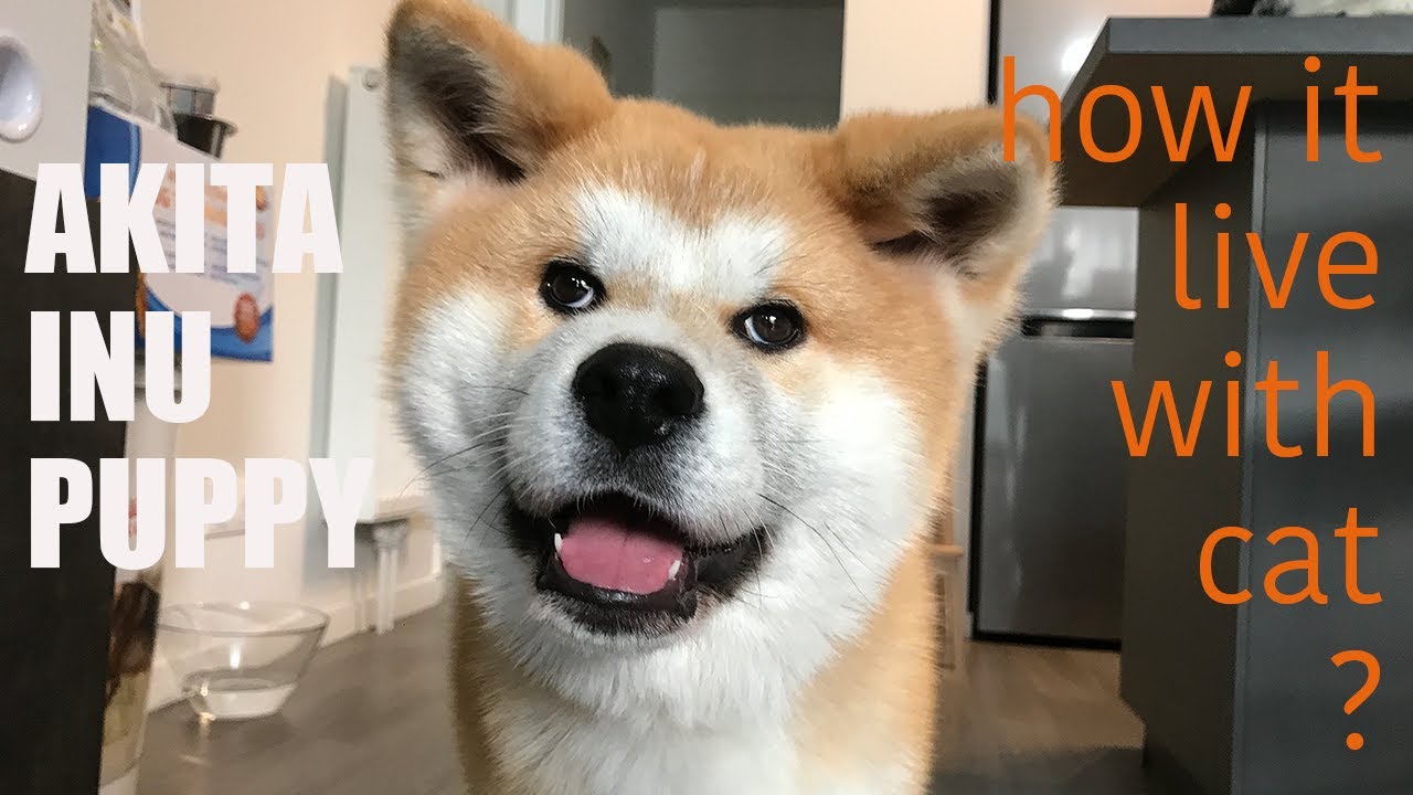 AKITA INU PUPPY秋田犬/how to live with cat?/秋田犬与猫的亲密接触/Daxiang&Xiaosha