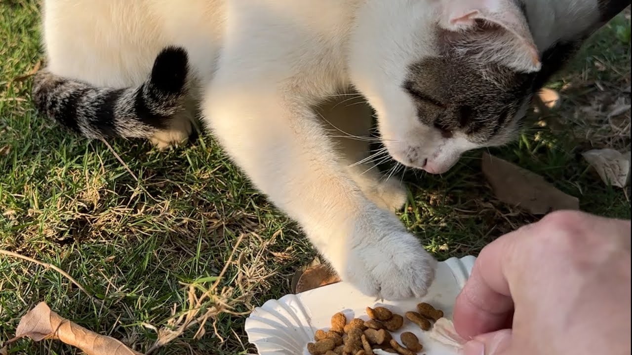 一只我行我素的流浪猫，不随波逐流，有自己的想法和主见