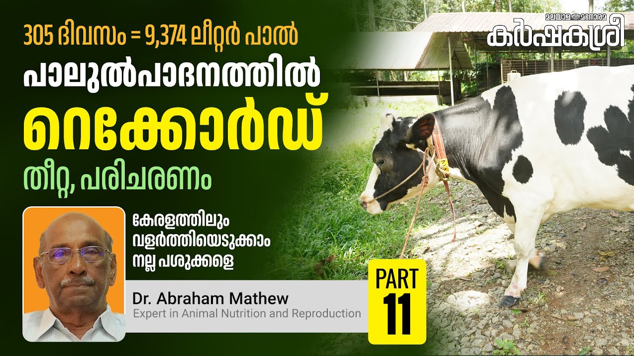 കേരളത്തിൽ ഏറ്റവുമധികം പാലുൽപാദിപ്പിച്ച പശു ഇതാണ്, തീറ്റ, പരിചരണം– അറിയേണ്ട കാര്യങ്ങൾ