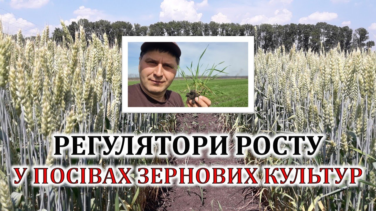 Регулятори росту в посівах зернових культур