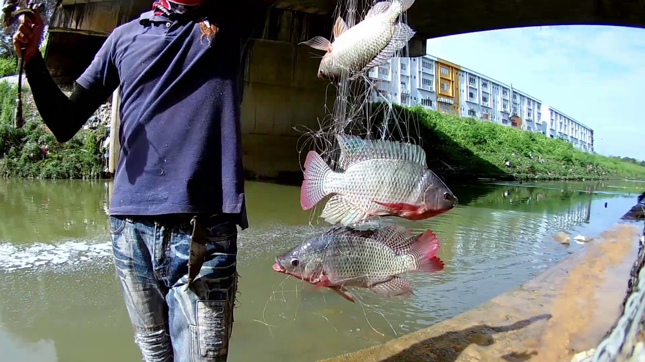 10 KILO ikan nila hanya butuh waktu 2 jam, pakai pancing jaring/spring bomb net