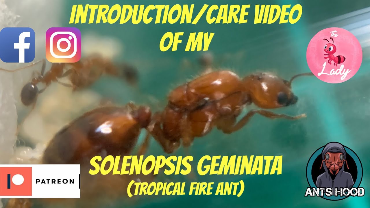 Introduction/Care Video of my Solenopsis Geminata
