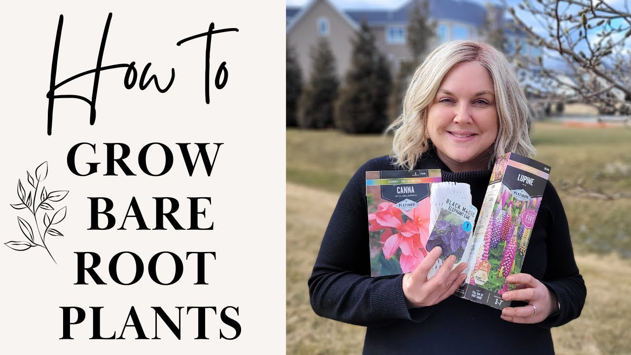 Lets Plant Bare Root Lupine, Canna, and Elephant Ears! Potting Up Bare Root Plants. What To Do.