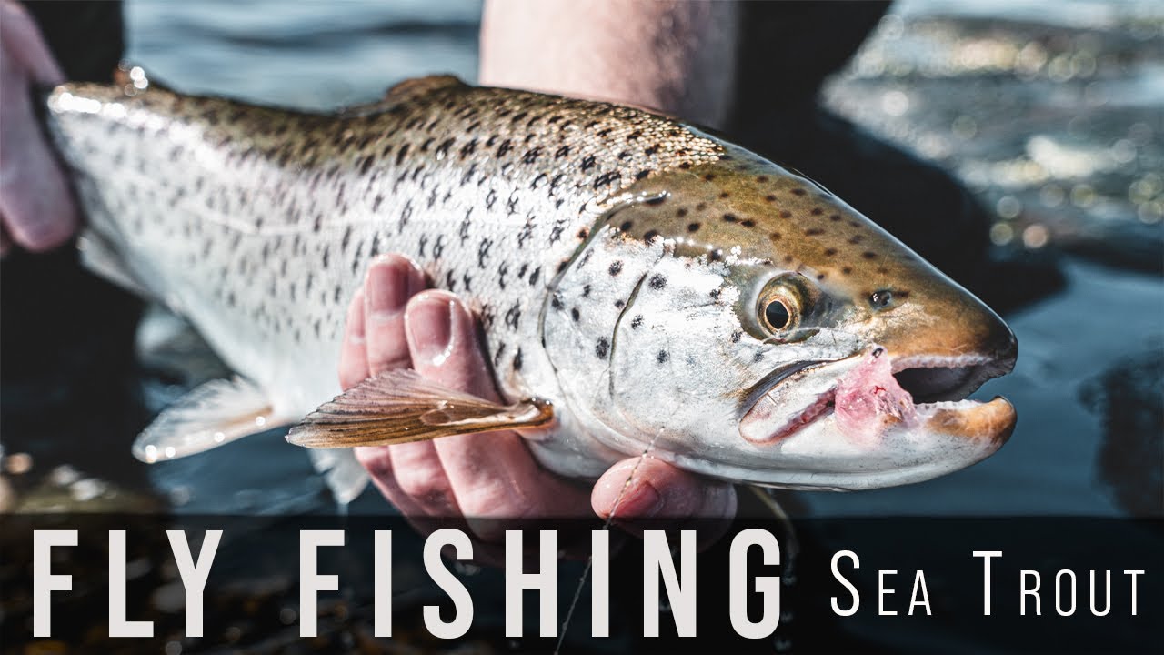 Fly Fishing for Sea Trout - Sweden & Norway