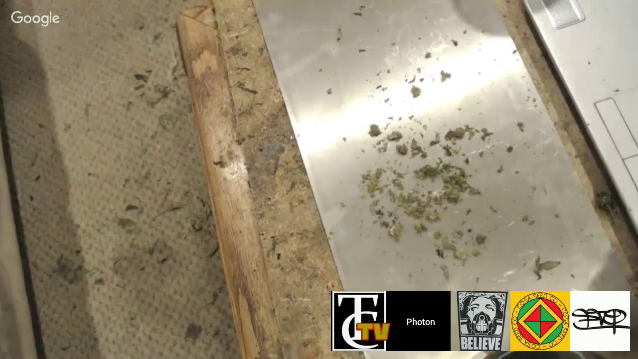 Trichome Chasers Grow Life Stream #41