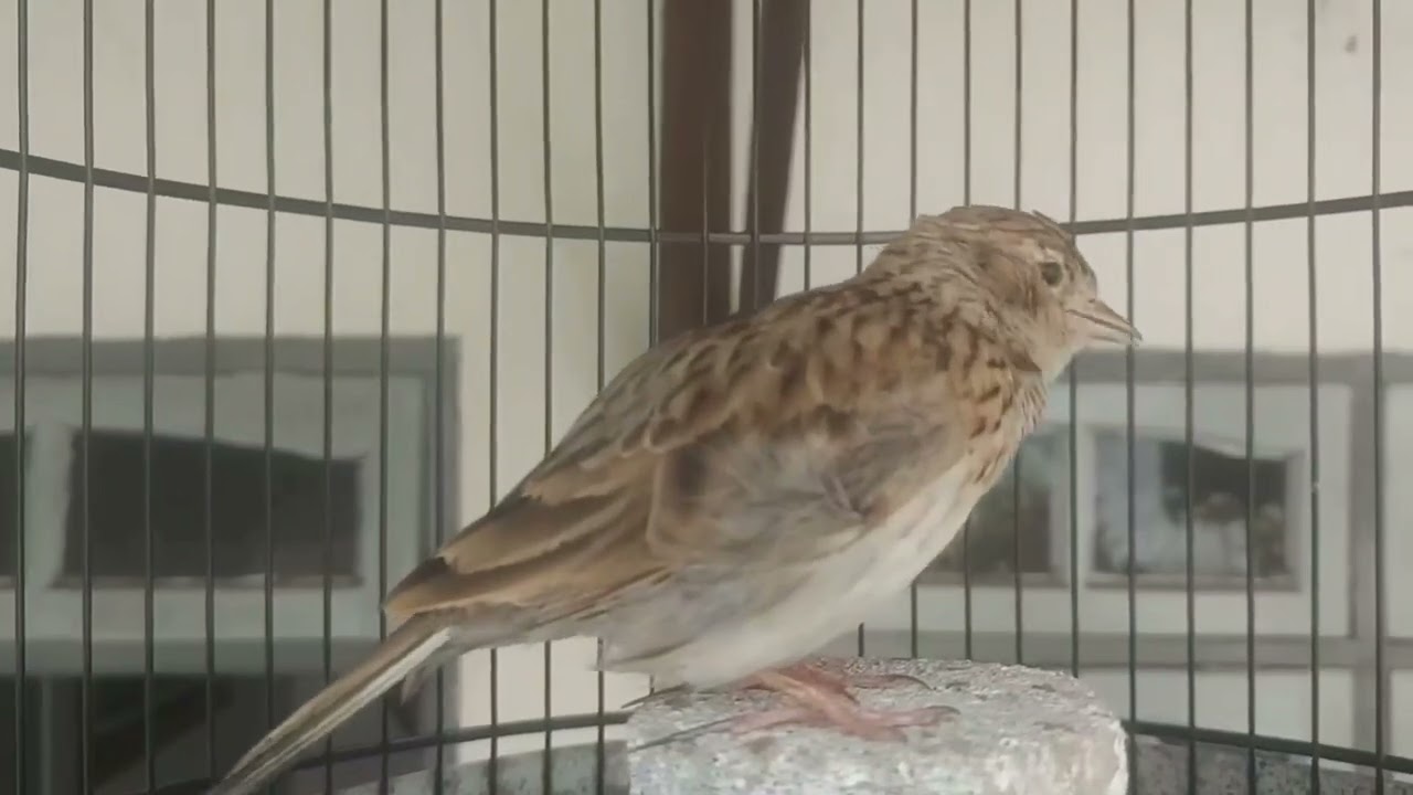 Sanma lark gacor