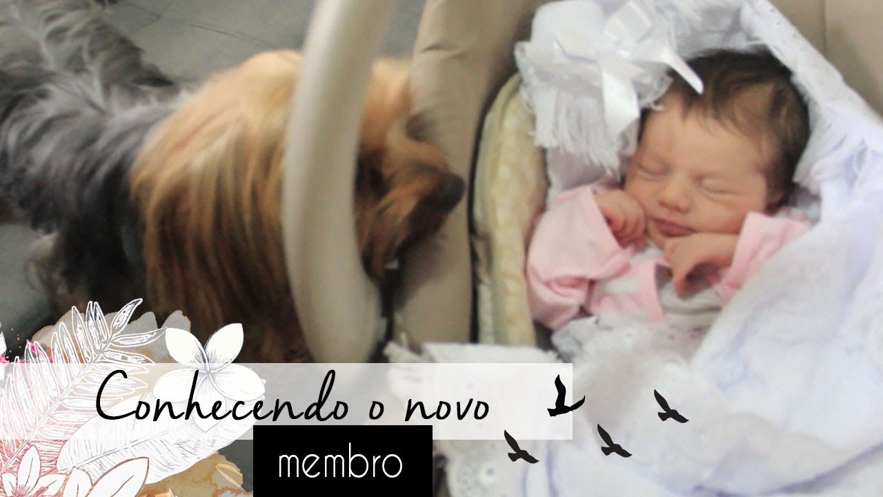 Como preparar o cachorro para a chegada do bebê? Encontro Clara e Hulk