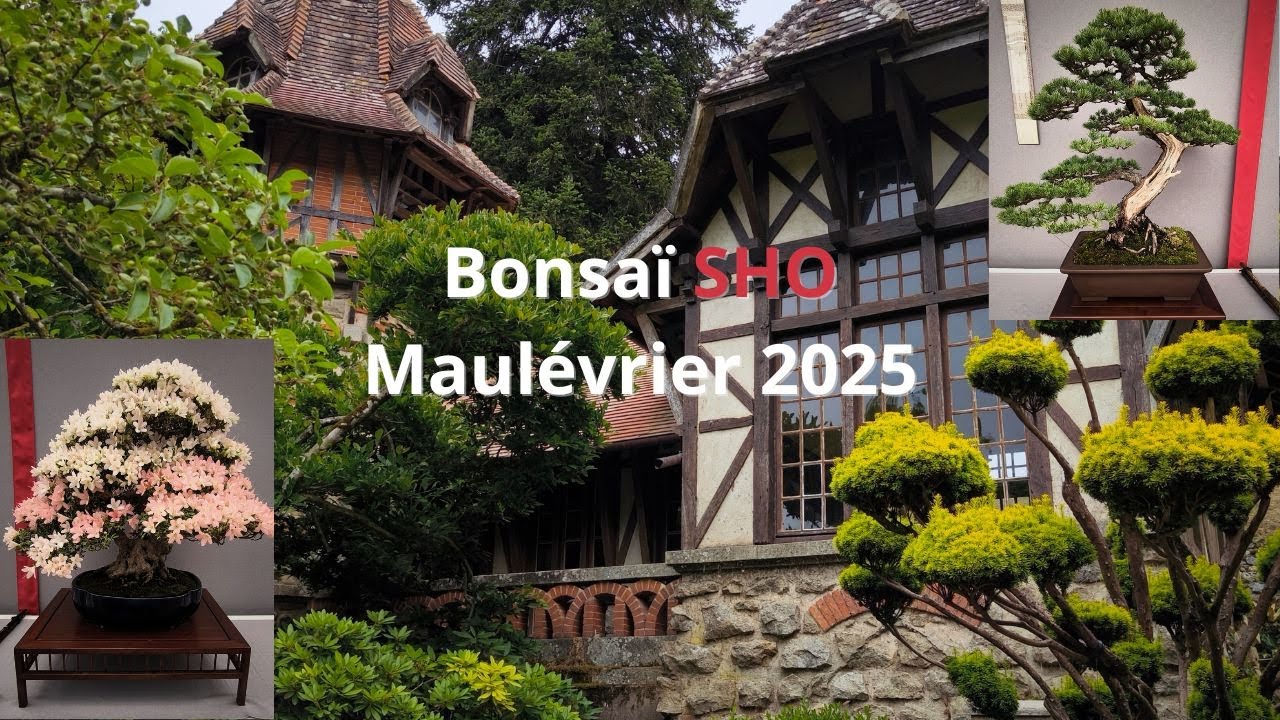 Bonsaï SHO Maulévrier 2025