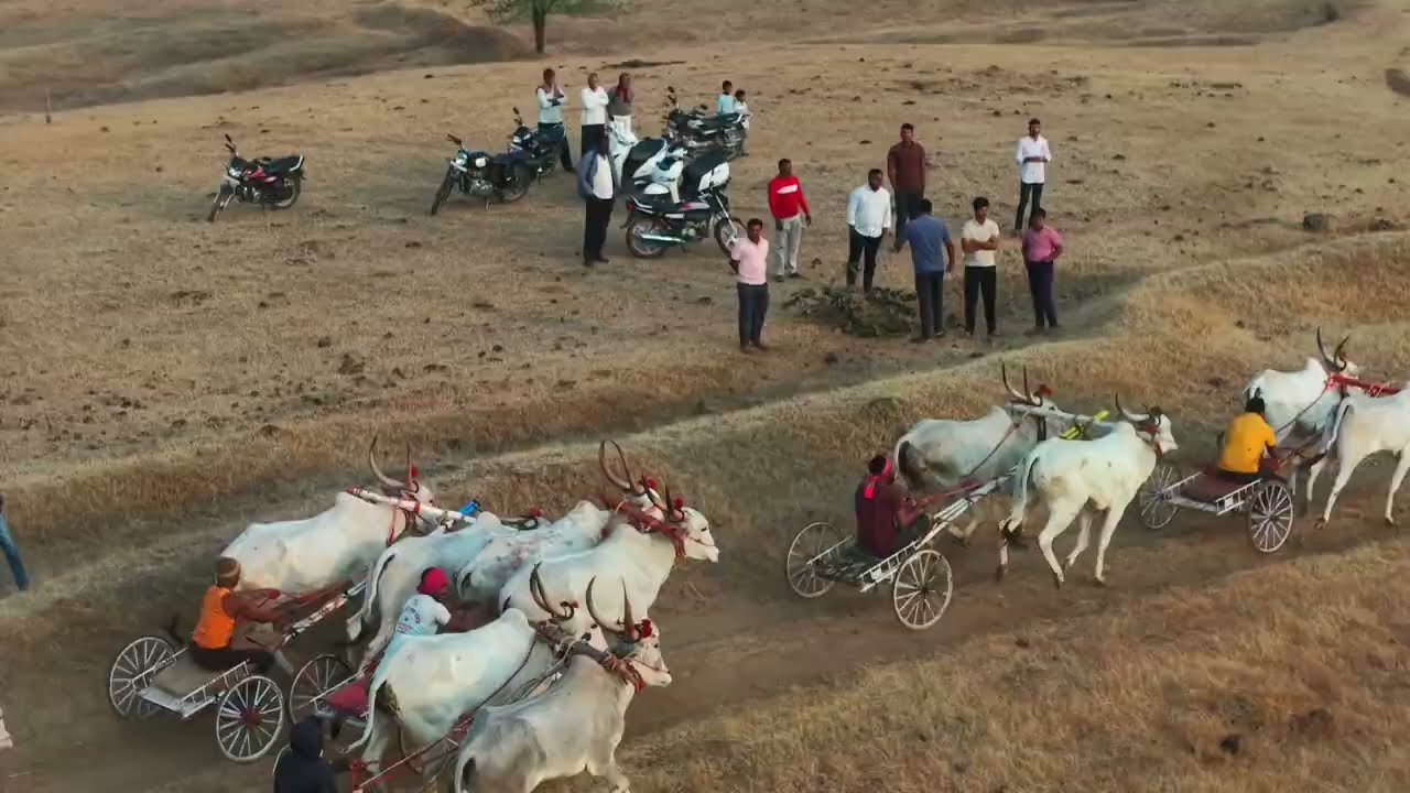 वायफळे ब गट बैलगाडी शर्यत बक्षीस 51000 गट2 | 1सुरजभैया आणि कॅप्टन हरण्या2रमेश नाना खोत3बबलू बस्तवडे 