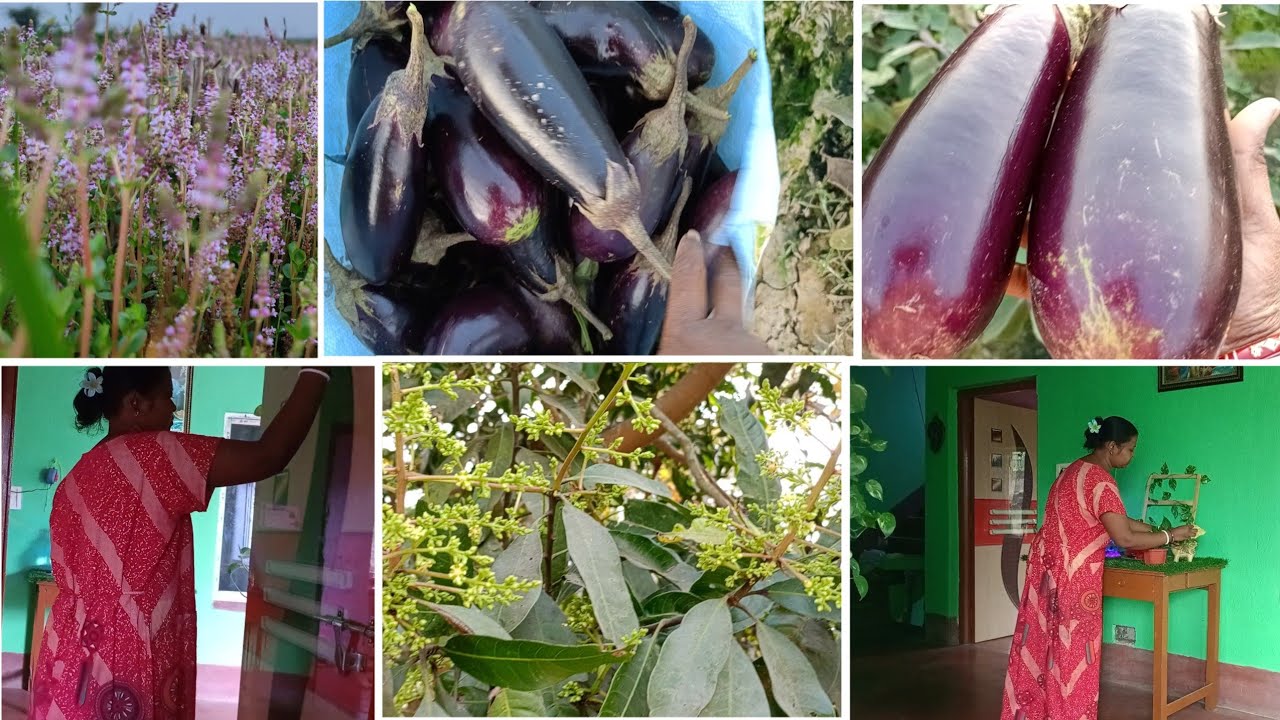 🏡মধ্যবৃত্ত ঘরের বউ//সংসারের কাজের পাশাপাশি চাষের কাজেও সাহায্য করে থাকি 🌿 যাতে একটু সাশ্রয় হয় 💰