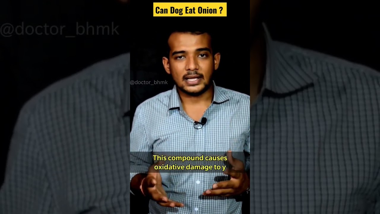 Can dog eat Onion ? 