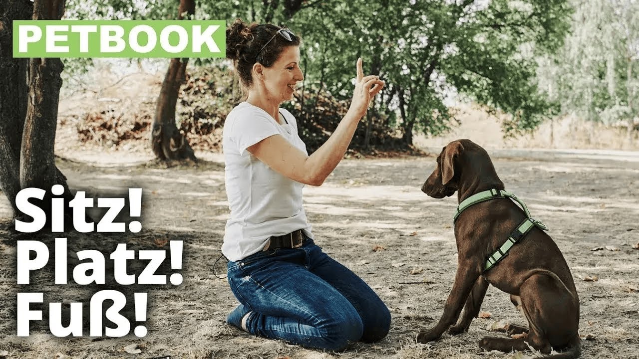 Hunden „Sitz“ beibringen | Dogschool | PETBOOK