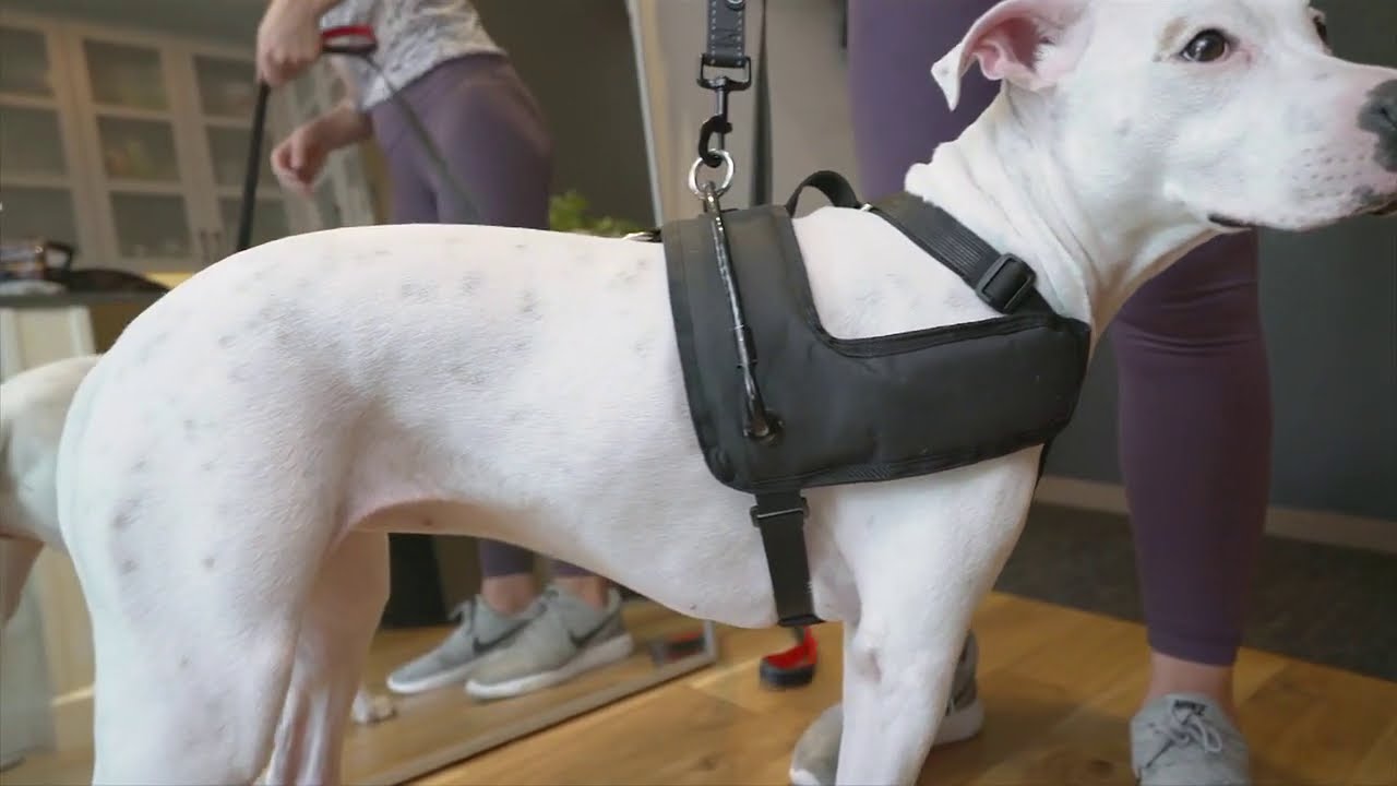Halo Harness - The dog harness that helps you control your dog in a safe, humane, and caring manner.