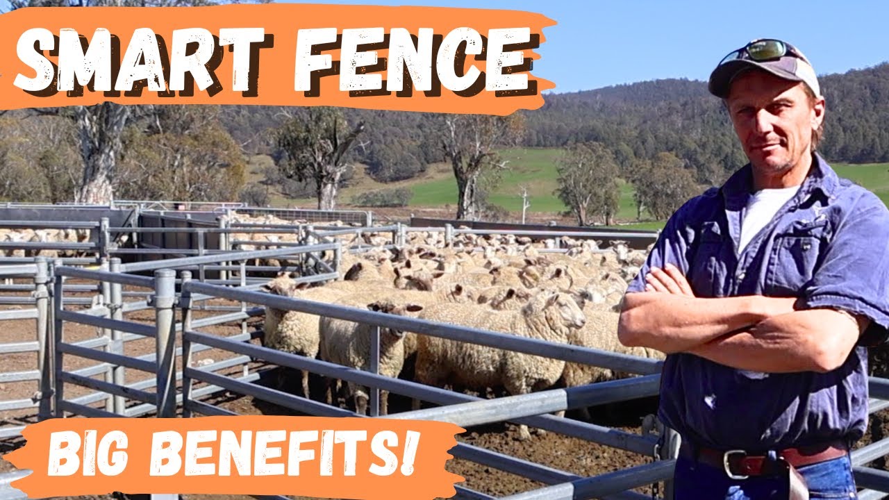 Smart Fence Boosts Farm Productivity & Stops Feral Pests | John Jeffries' Story
