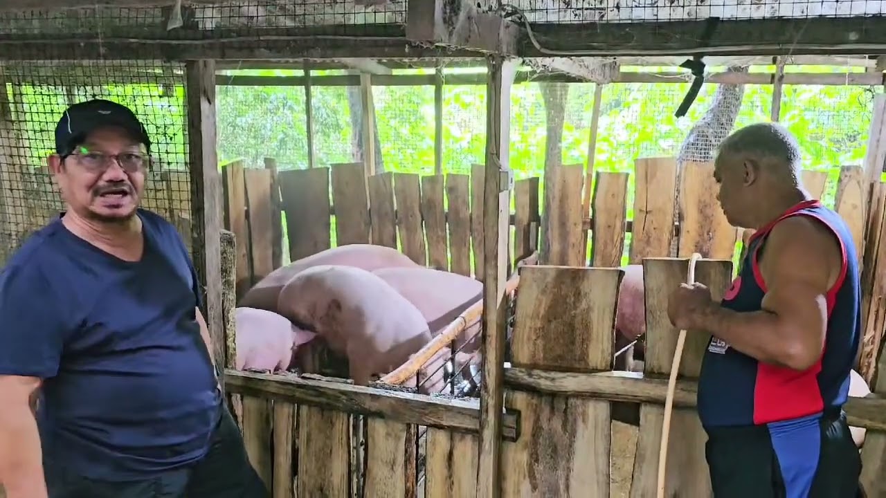 Hog Raising with available raw materials for feeds! #hograiser #pigs #farm #farmlife
