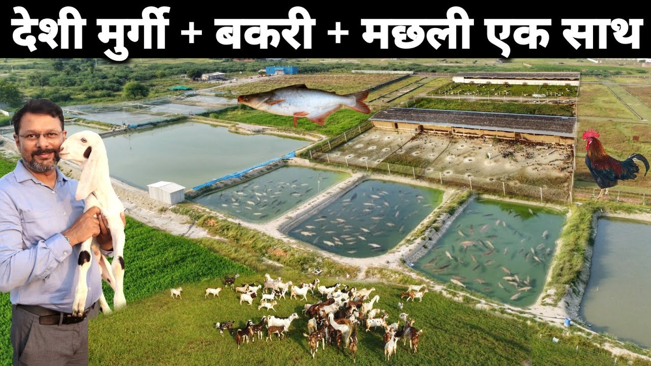 ऐसा शानदार फार्म रोज देखने को नहीं मिलता | Integrated Goat Chicken and Fish Farm