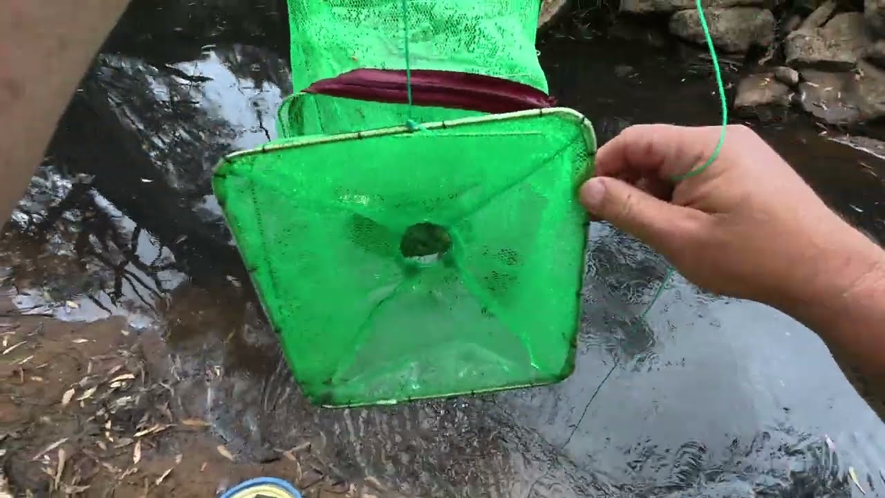 Catching Yabbies And Exploring The 3 Mile Creek Wangaratta