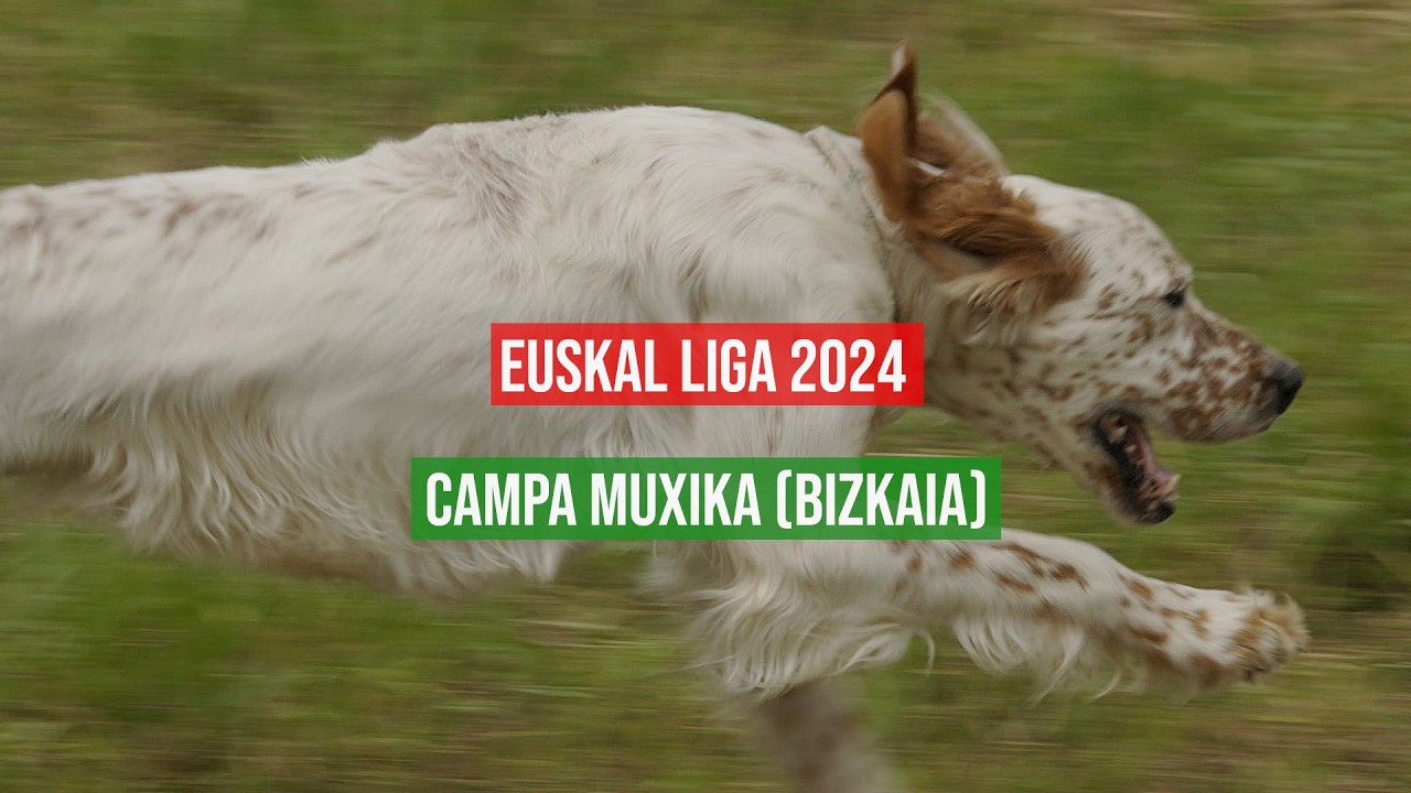 Campa Muxika 2024 | Euskal Liga Txakurrek Landan (ELTL) | Perros de muestra en campas