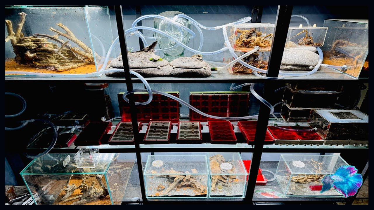 MY MEAT ANT COLONY ( FORMICARIUM )
