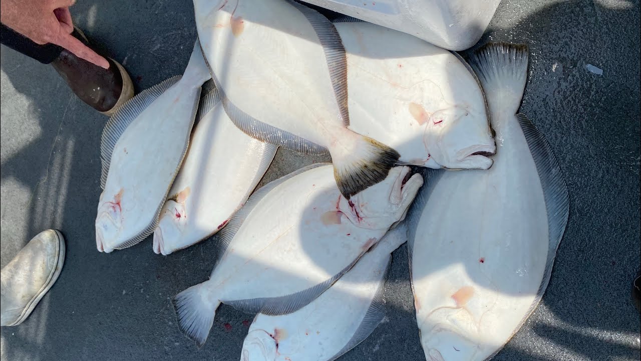 Party Boat Fluke Fishing Late June 2023. Helen H. Easy Limits!!