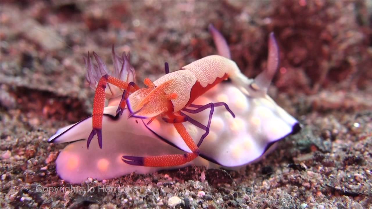 A Taste of Underwater Ambon