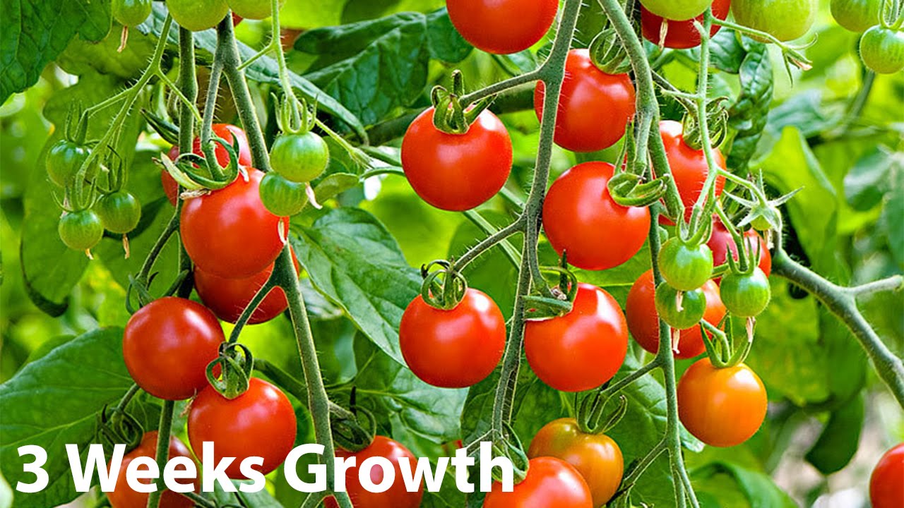 Supersweet 100 Organic Cherry Tomato Plant, 3 Week Update