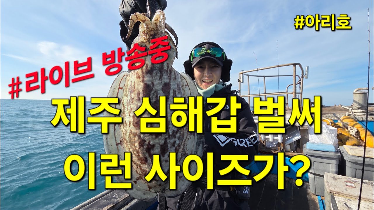 [라이브 방송중] 제주 갑오징어 낚시 벌써 이런 사이즈 쏟아집니다