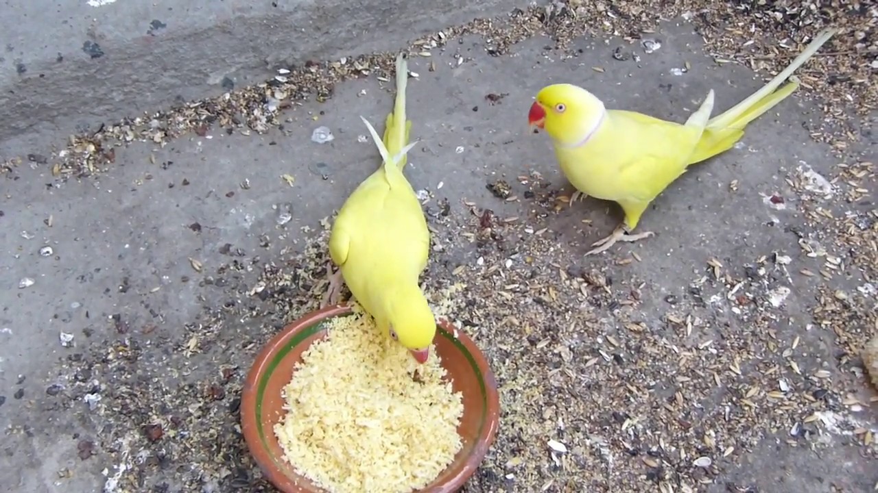 Yellow Ringneck 7 Out of 7 Chicks | Indian Yellow Ring Neck Very Good Breed