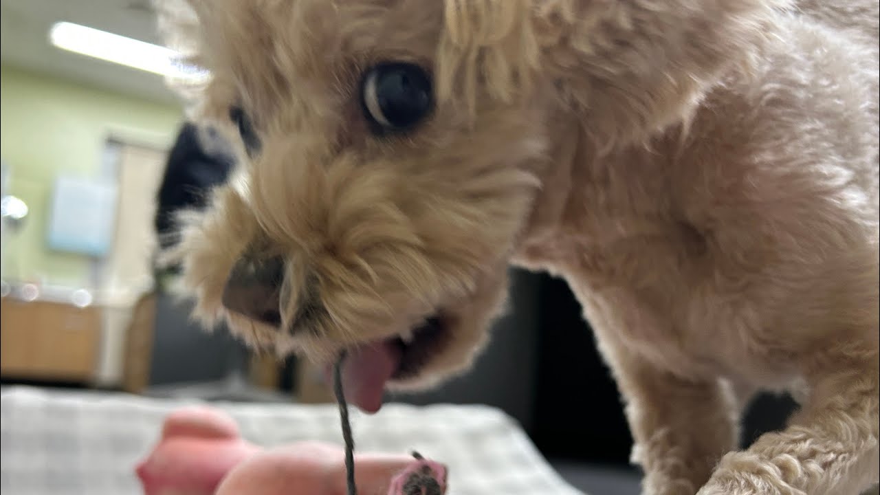 개들짝(先犬後楽) / 죽기만 하는 영상이지만 소중한 차사라 가져옴 ㅜ