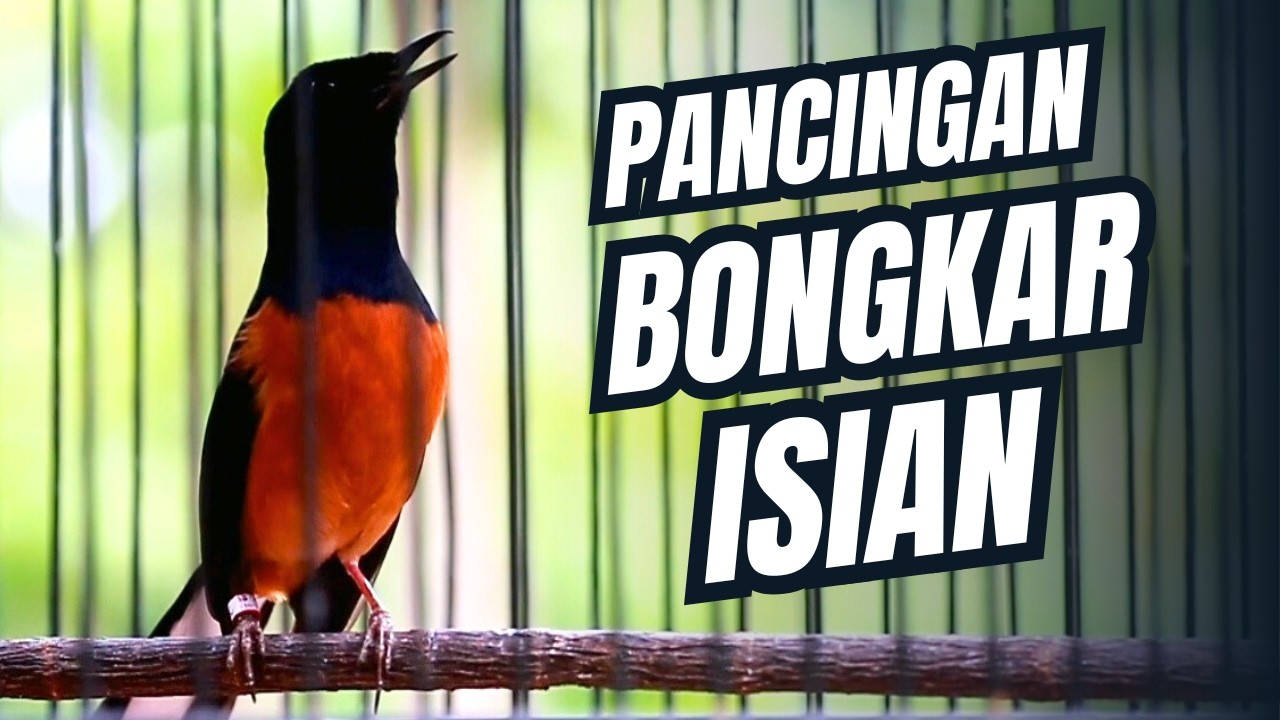 MURAI BATU GACOR FULL ISIAN TEMBAKAN MEWAH SANGAT AMPUH MELATIH MURAI BATU EMOSI BONGKAR ISIAN