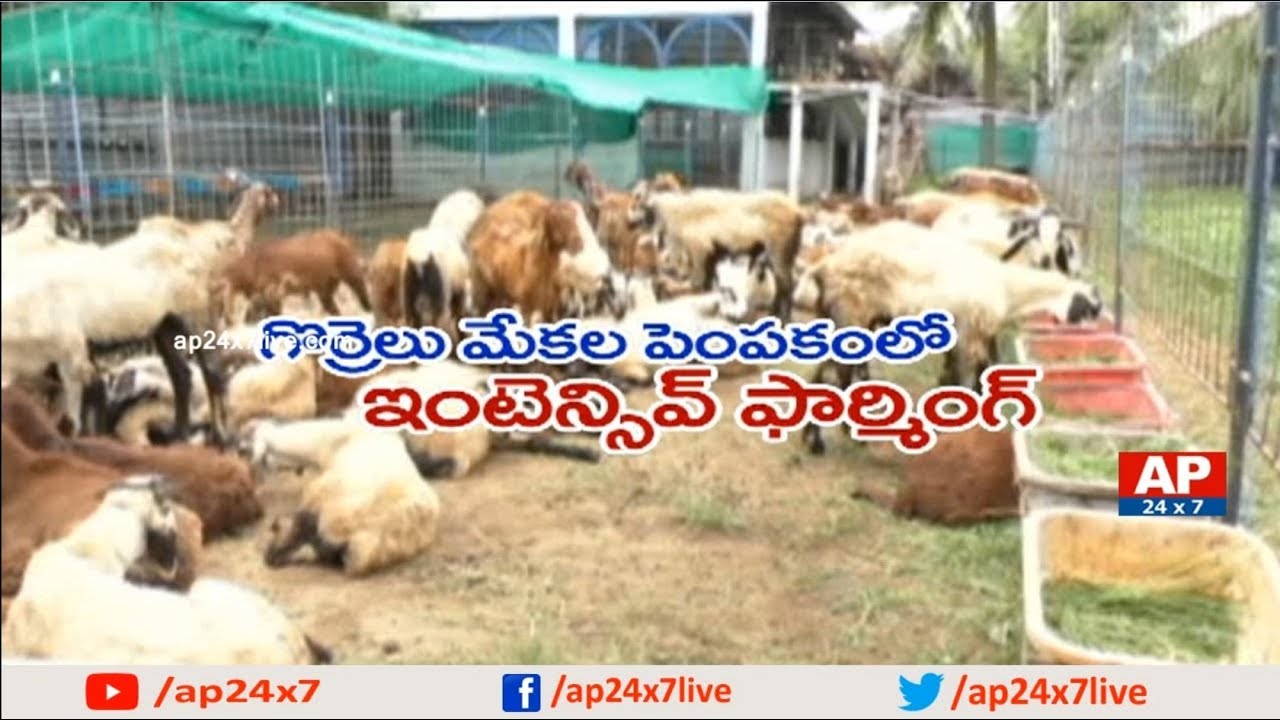 Ideal Farmer Ali Khan Success Story of Intensive Goat Farming | Rythu Ratham | AP24x7