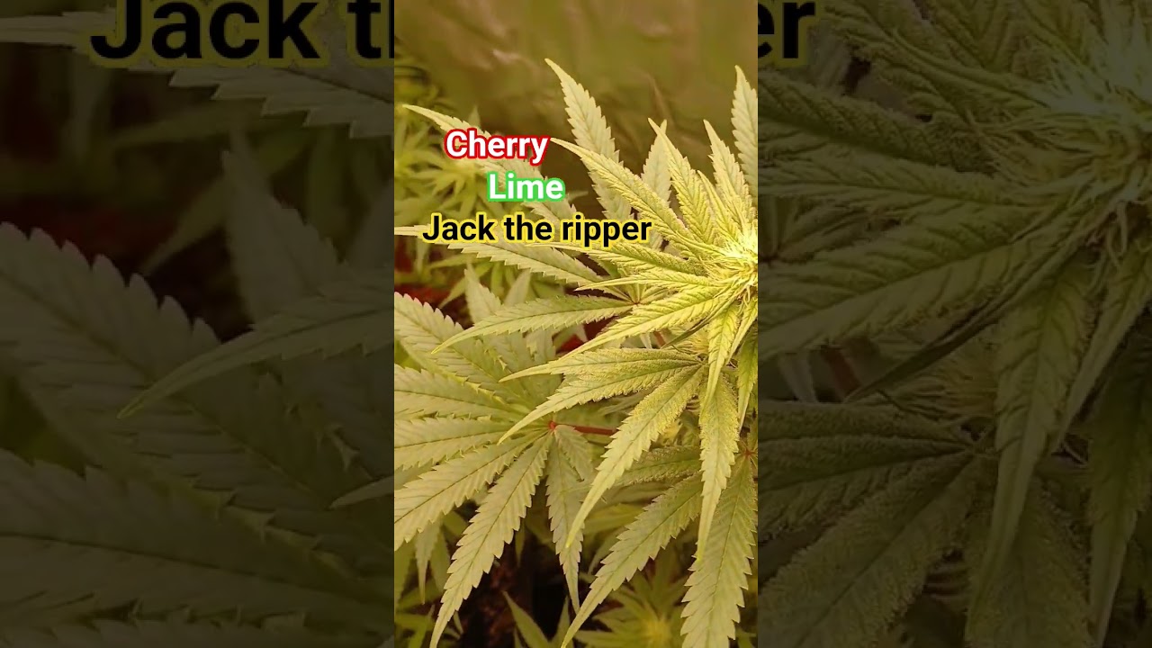 cherry lime jack , irie genetics.. rip subcool #420 #homegrown #subcool #iriegenetics