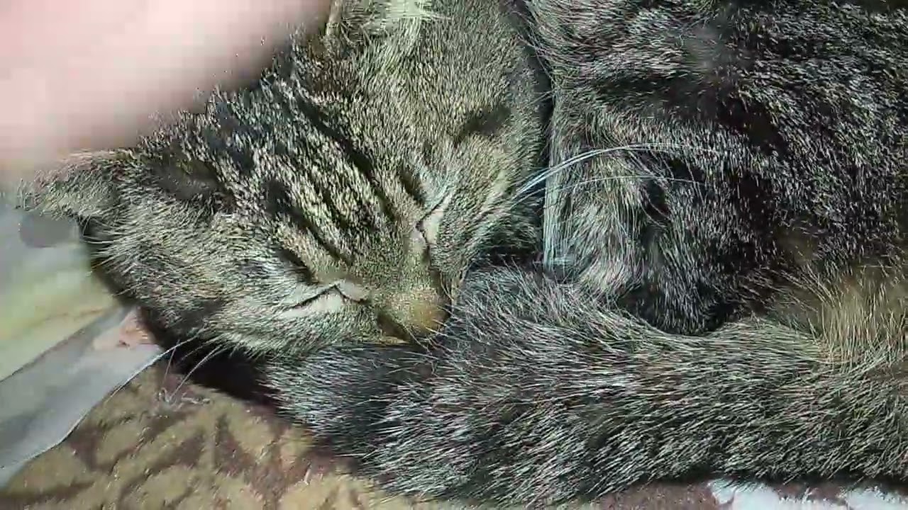 ПУСЯ И ХОБА!😂😂😺ПОШЛА ТУСА!👀🥰ВОТ ТАКИЕ МЫ БЫЛИ!😼💞🙀