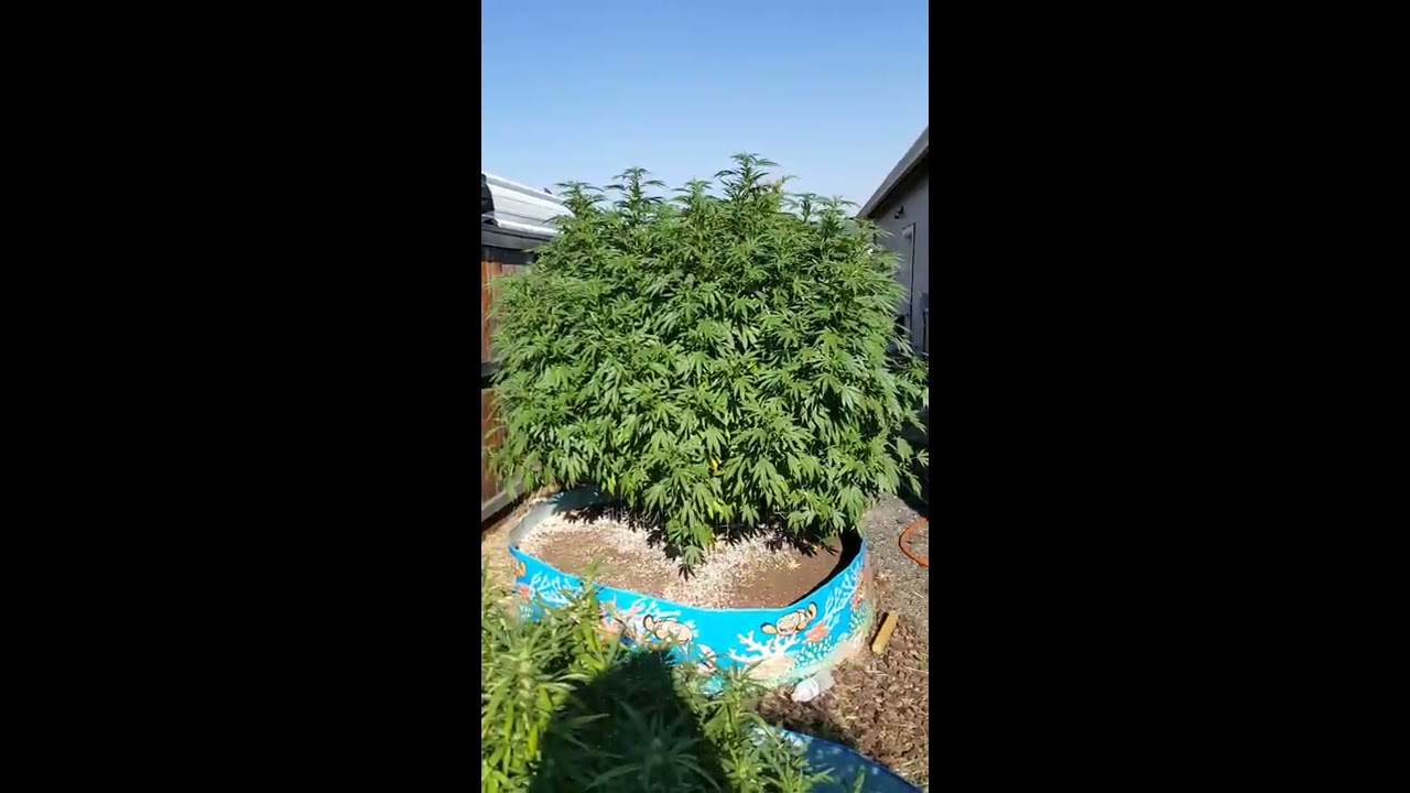 Ommp Outdoor grow update