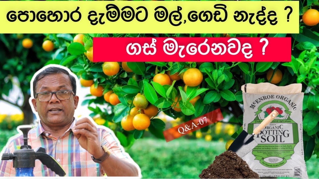 හරියටම පොහොර දාන්නෙ මෙහෙමයි | Methods of Fertilizer Application | Ceylon Agri | Q&A-07 | Episode 374