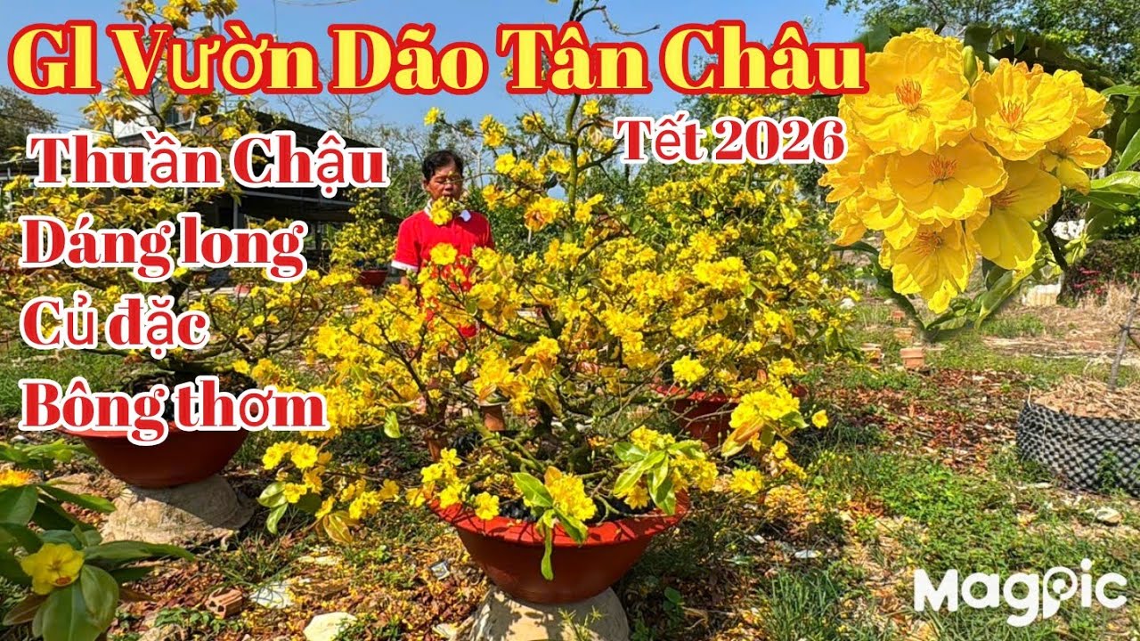 A Hải 👉 0939886996💥 Xuất hiện vườn mai vàng dão Tân Châu thuần Chậu giá rẻ tại Nha mân ĐT 