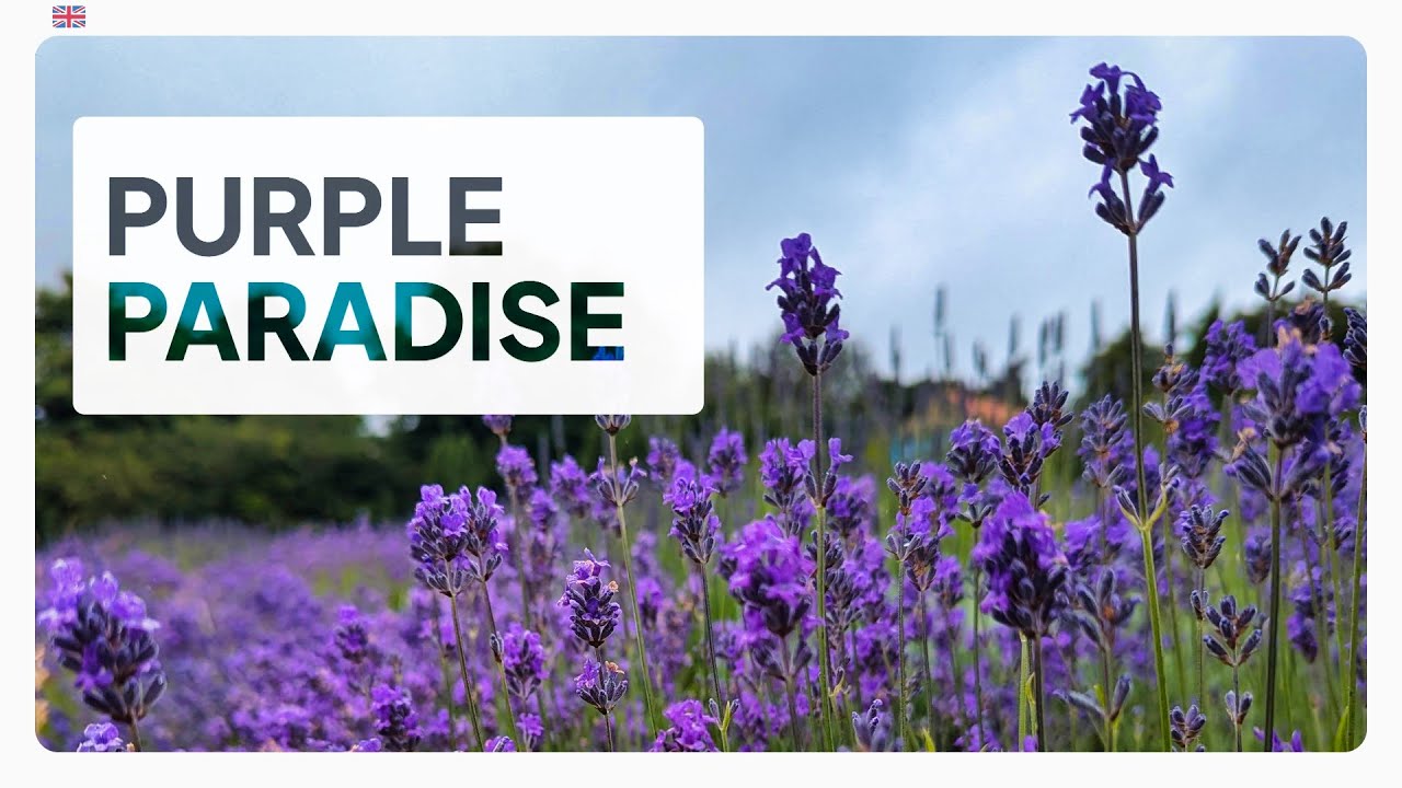 Yorkshire Lavender: A Purple Paradise in the UK Countryside!