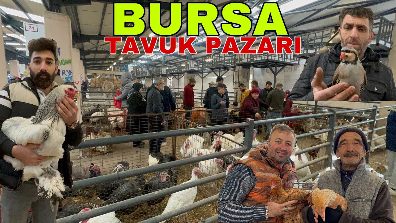 KEKLİK ÖRDEK KAZ HİNDİ TAVUK HOROZ PAZARI