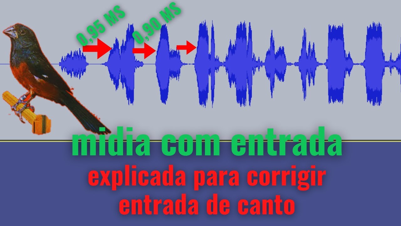 CURIO CANTO CLASSICO | CORRECAO DE ENTRADA DE CANTO, PRAIA CLASSICO