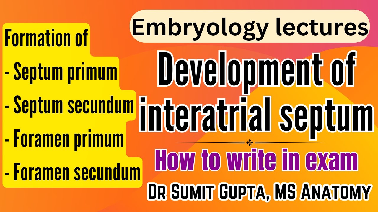 Development of Interatrial septum | Embryology of CVS |
