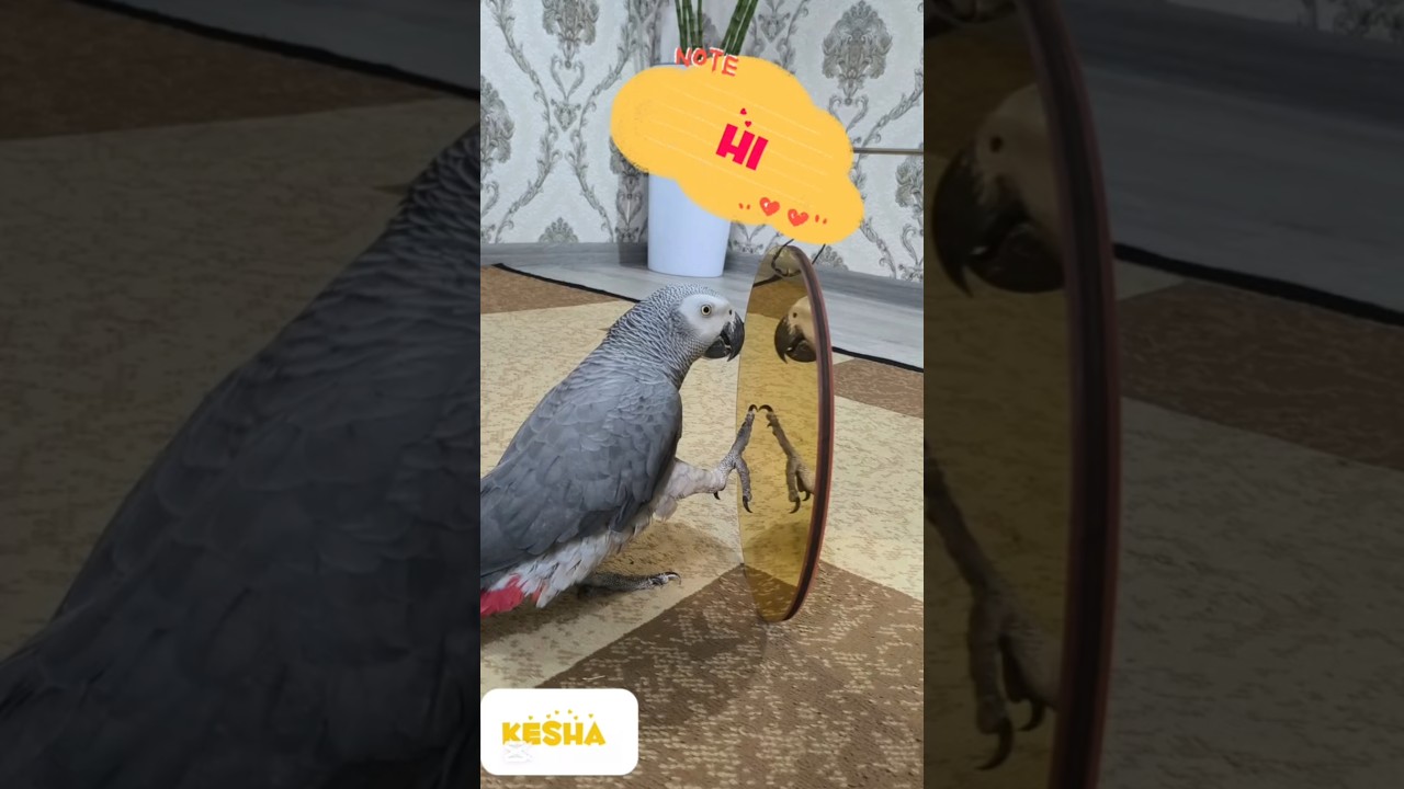 My Grey Parrot gets to know itself in the mirror 🤩🦜 #parrot #parrottalking  #cute